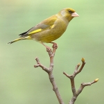 Greenfinch - Fladbury - 2012