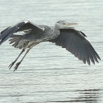 Grey Heron - Conwy NR - 2015