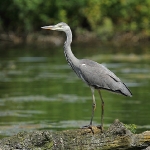 Grey Heron - Swindon - 2012