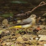 Grey Wagtail - Stroud - 2011