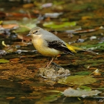 Grey Wagtail - Stroud - 2011