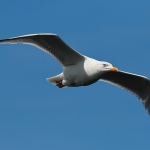 Herring Gull - Bempton - 2015