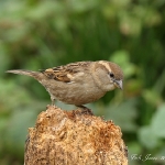 House Sparrow - Fladbury - 2012