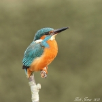 Kingfisher - 2012