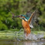 Kingfisher - 2017