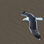 Lesser Black-backed Gull - Bristol - 2019