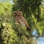 Little Owl - Malvern - 2012
