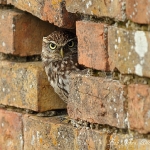 Little Owl - Glos - 2012