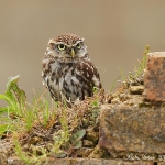 Little Owl - Glos - 2012