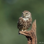 Little Owl - Bucks - 2015