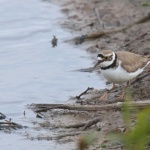 Little Ringed Plover - Titchwell RSPB - 2023