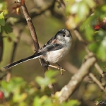 Long Tailed Tit - Holme NR - 2013