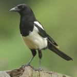 Magpie - Forest of Dean - 2011