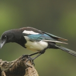 Magpie - Forest of Dean - 2011