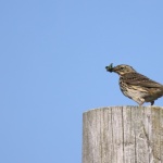 Meadow Pipit - Ireland - 2023