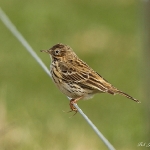 Meadow Pipit - Cley NR - 2011