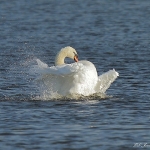 Mute Swan - Upton Warren NR - 2011