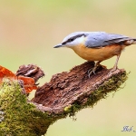 Nuthatch -Forest of Dean - 2011