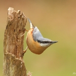 Nuthatch - Forest of Dean - 2011