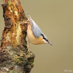 Nuthatch - Brocton - 2013