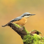 Nuthatch - Forest of Dean - 2011
