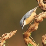 Nuthatch - Brocton - 2012