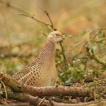Pheasant - Alcester - 2011