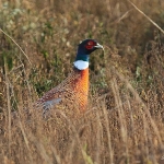 Pheasant - Titchwell NR - 2016