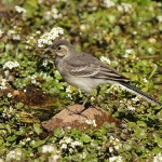 Pied Wagtail - Martins Haven - 2011