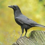 Raven - Forest of Dean - 2011