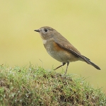Red-flanked Bluetail - Marshfield - 2014