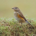Red-flanked Bluetail - Marshfield - 2014