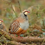 Red-Legged Partridge - Alcester - 2011