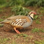 Red-Legged Partridge - Alcester - 2010