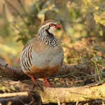 Red-Legged Partridge - Alcester - 2011