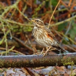 Redwing - Alcester - 2012