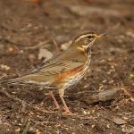 Redwing - Alcester - 2011