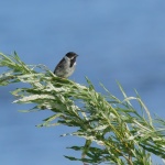 Reed Bunting - Grimley - 2023