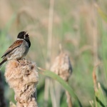 Reed Bunting -  Grimley -  2023
