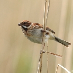 Reed Bunting - Droitwich - 2016