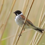 Reed Bunting - Droitwich - 2016