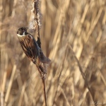Reed Bunting - Weston-s-Mare - 2022