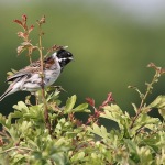 Reed Bunting - Grimley - 2022