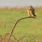 Short Eared Owl - Aust Warth - 2011