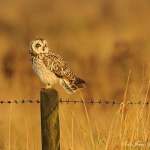 Short Eared Owl - Worlaby - 2012