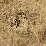 Short Eared Owl - Northant's - 2012