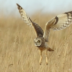 Short Eared Owl - Hawling - 2015