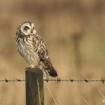 Short Eared Owl - Worlaby - 2012