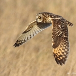 Short Eared Owl - Hawling - 2015