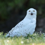Snowy Owl - Mull - 2016